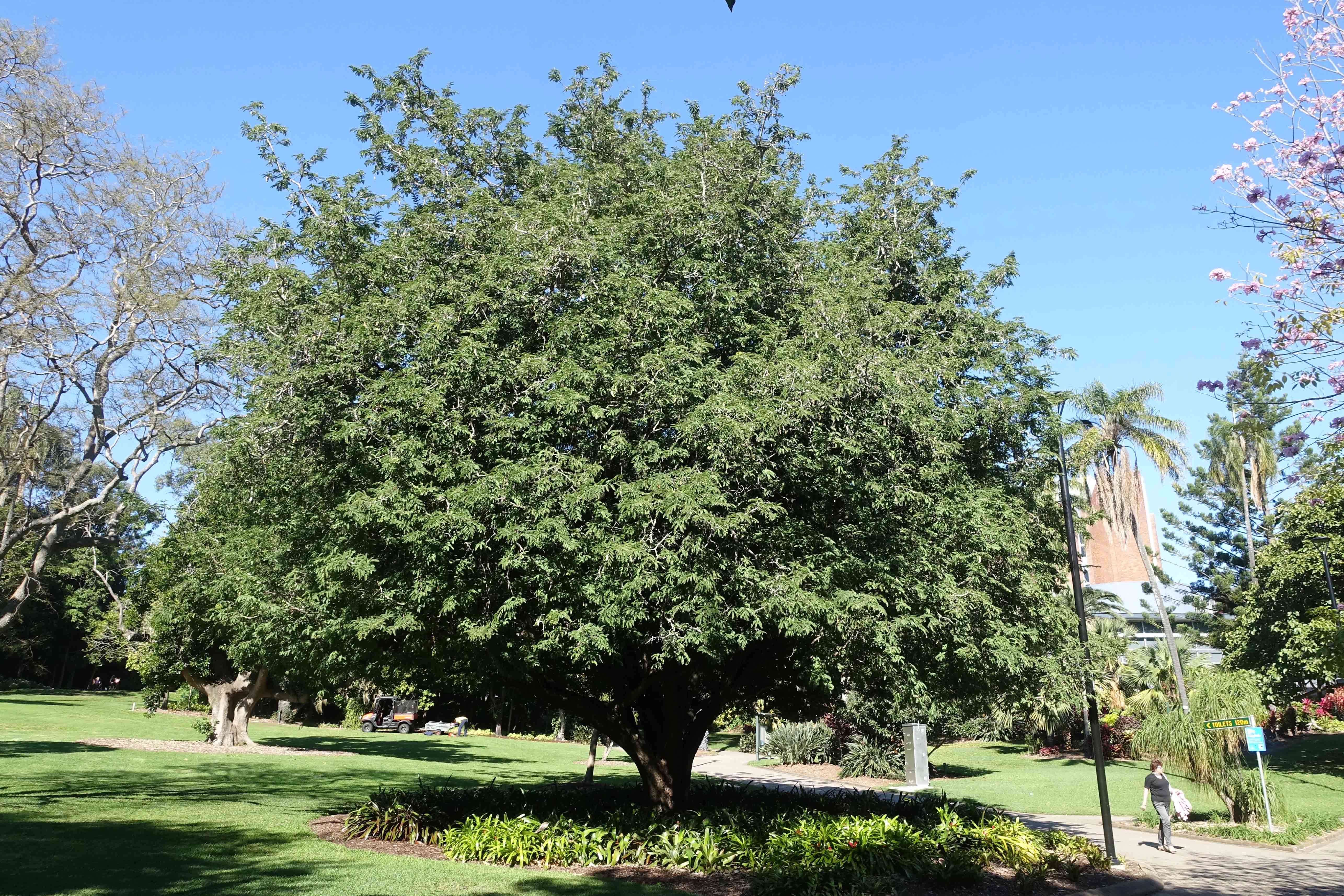 Tamarind tree Brisbane Botanical gardens