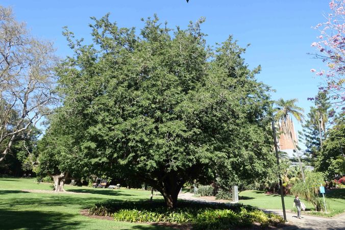 Tamarind tree Brisbane Botanical gardens