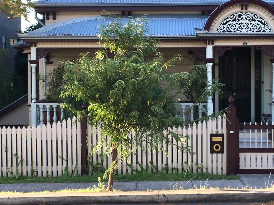 Tamarind tree Dornoch Terrace