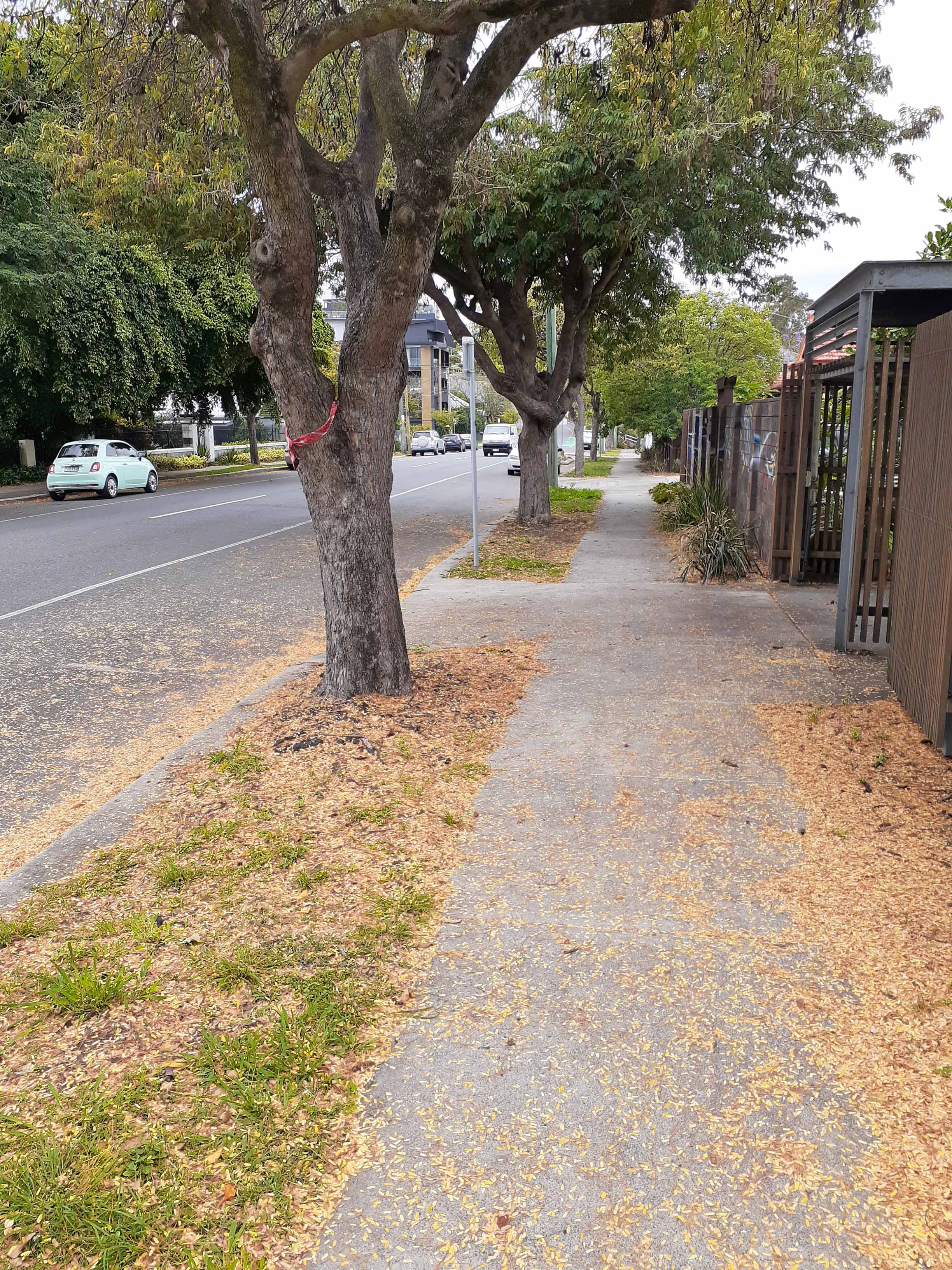 tamarind leaf carpet