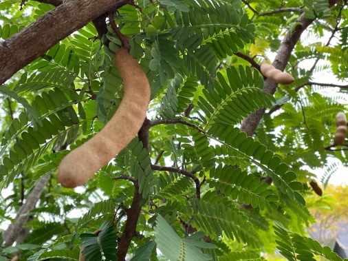 tamarind our tree