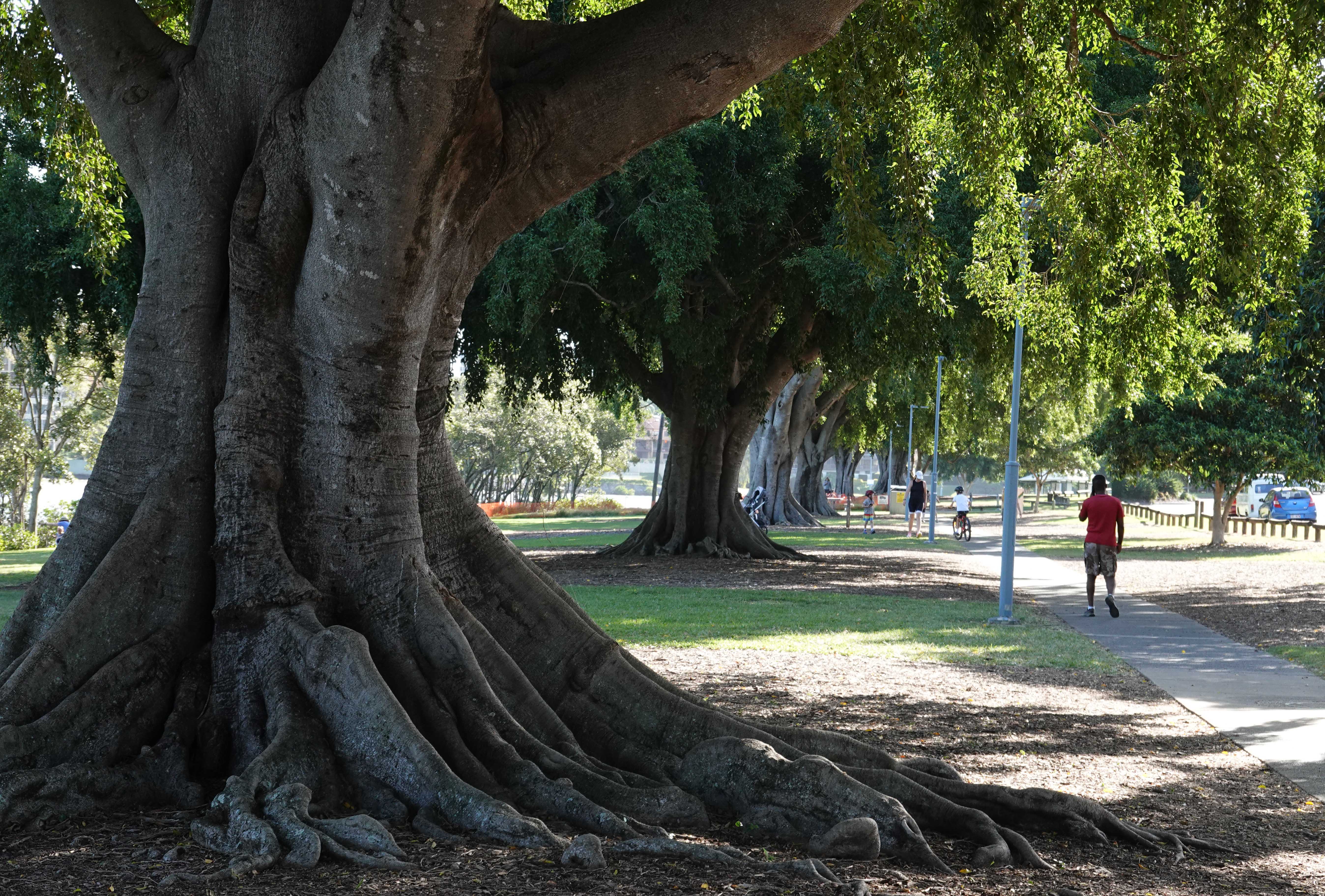 orleigh fig trees planted 1917