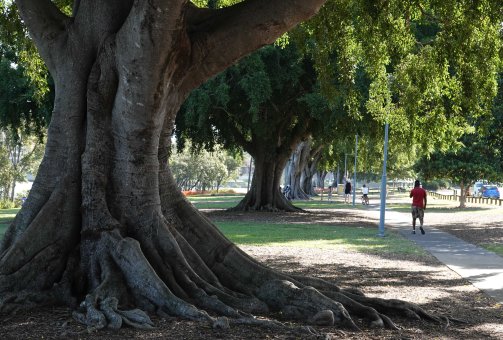 orleigh fig trees planted 1917