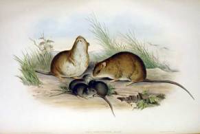 Melomys_cervinipes