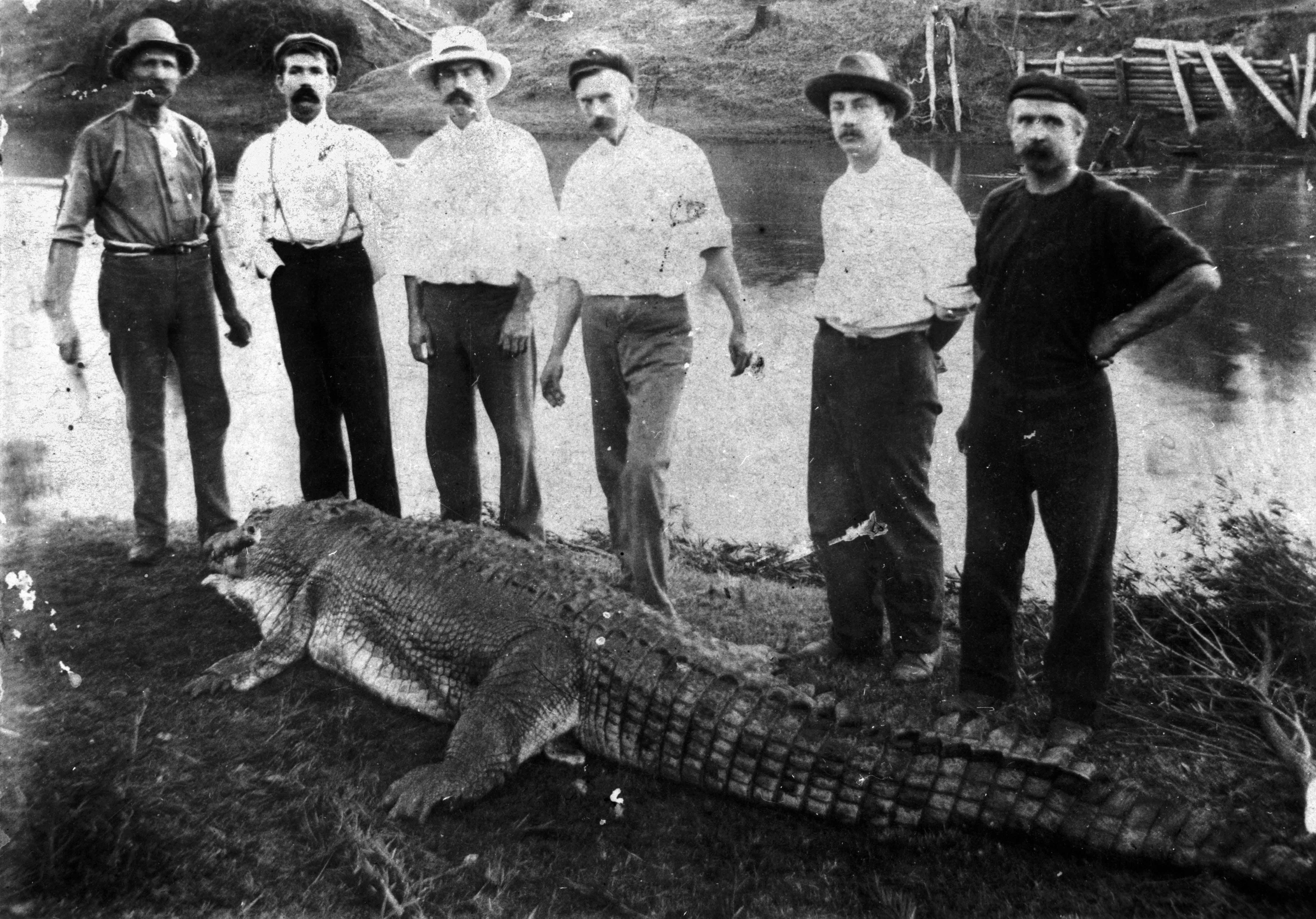 Crocodile shot in the Logan River near Logan Village Queenslander 8 July 1905